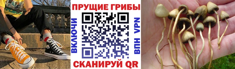 Галлюциногенные грибы Psilocybine cubensis  Купить где  Данков 